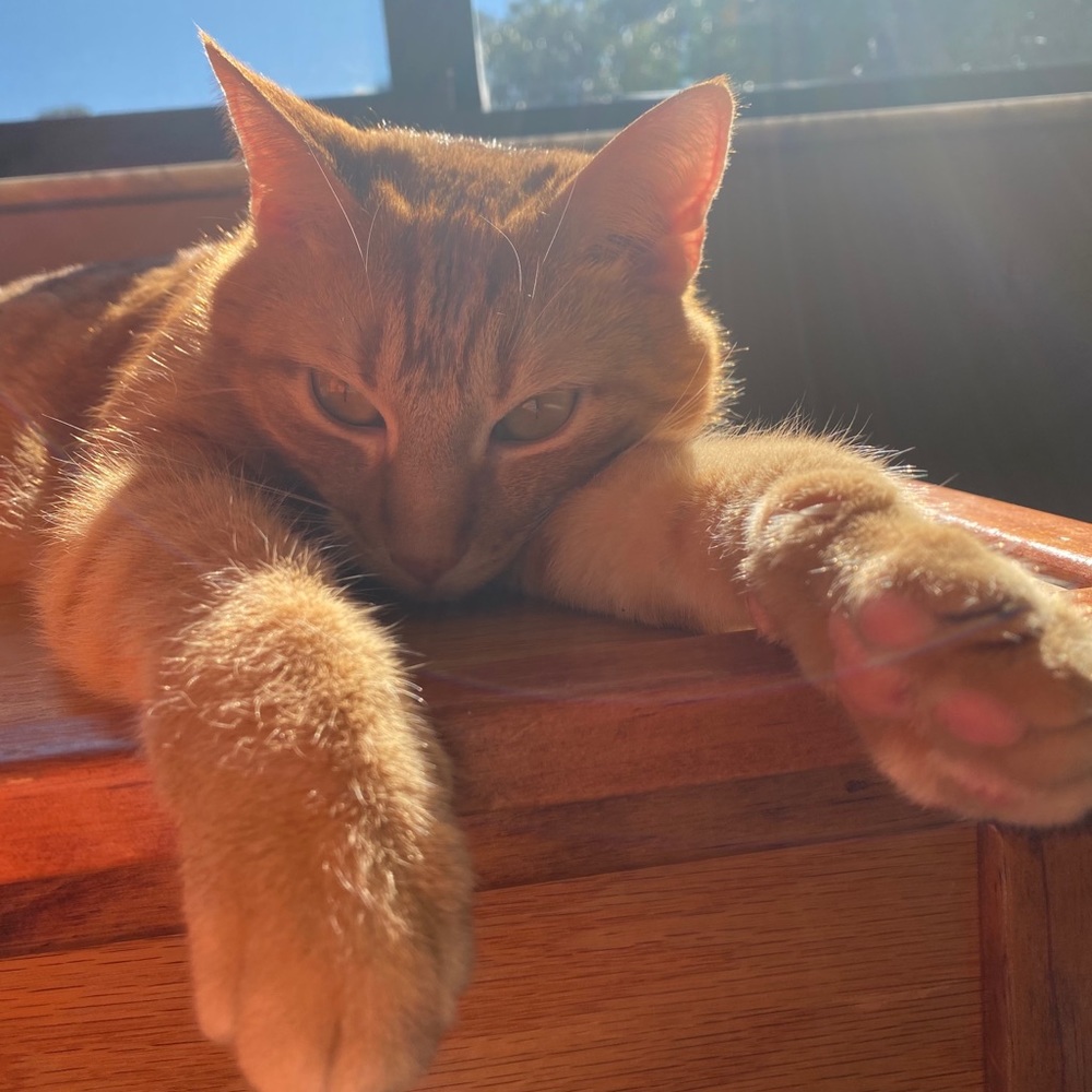 Meet your Posher, Mikki